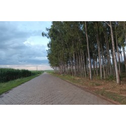 Pavimentação de estradas rurais: convênios firmados no 1º semestre somam R$ 125 milhões